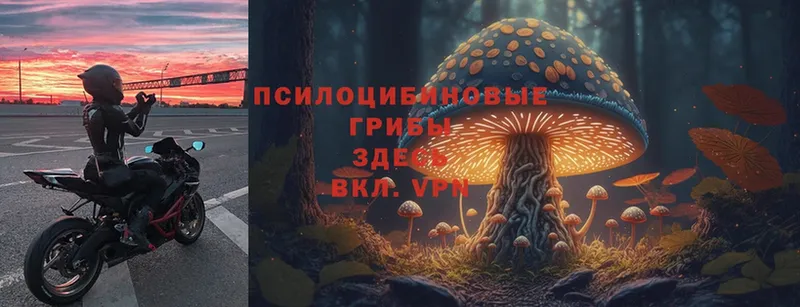 Галлюциногенные грибы Psilocybe  Казань 